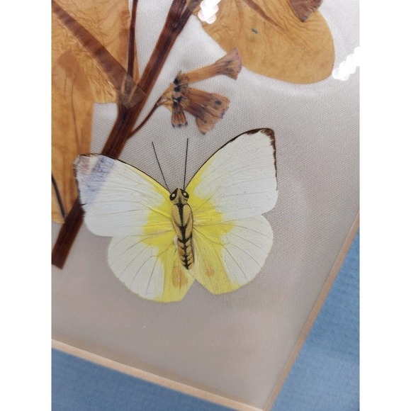 Vintage Pressed Flower Pictures By Elsie Kraft for Belart/Nature Incentives USA - Picture 10 of 11